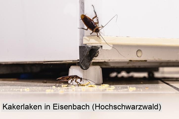 Kakerlaken in Eisenbach (Hochschwarzwald)